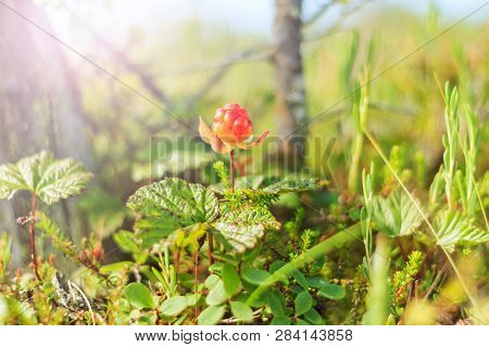 Cloudberry Among The Marsh Swamps On A Sunny Day