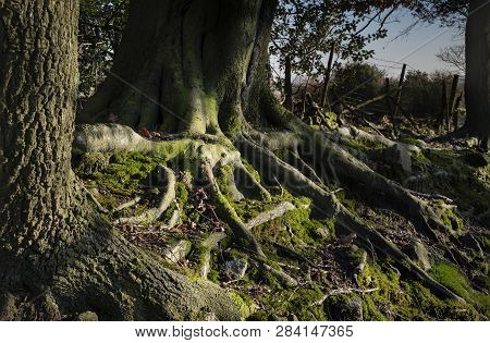 Landscape And Nature, Scenic Winter And Autumn Woodland
