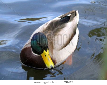 Ente-5