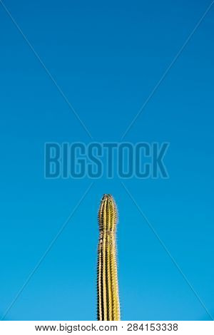 the tip of a cactus against the blue sky with a blank space on top