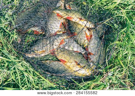 Caught Fish On The Shore In A Fishing Cage On Green Grass. Rudd - Scardinius Erythrophthalmus