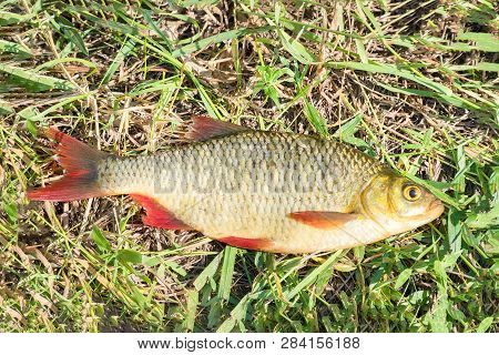 Fish With Red Fins On The Grass. Rudd - Scardinius Erythrophthalmus