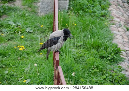 A Big Black Crow Croaking On The Field