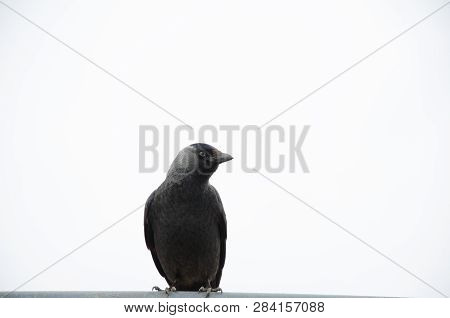 Little Crow On A White Background Looking Into The Distance