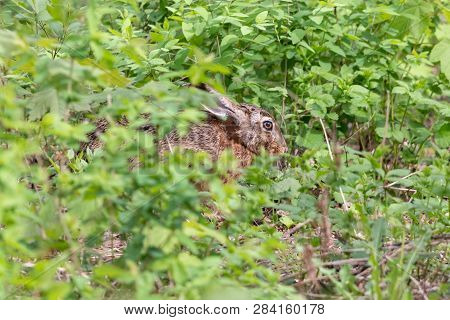 European hare hiding among green grass in summer forest. Brown hare (Lepus europaeus) with long ears sitting on the ground.