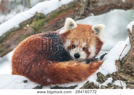 Close-up portrait of fluffy red panda in winter. Lesser panda or firefox (Ailurus fulgens) resting on snow-covered tree.