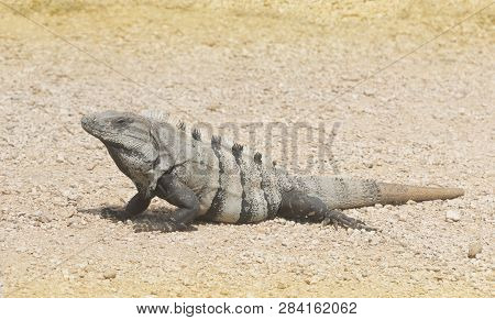 Ctenosaur Reptile In Tulum, Riviera Maya, Mexico