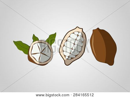 Cupuacu Exotic Cupuassu, Cupuazu And Copoasu, Tropical Cacao Fruit