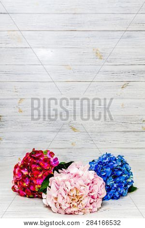 3 Kind Of Hortense; Pink? Blue And Large Deciduous Chameleon On Light Wood Backgroud, Copy Space