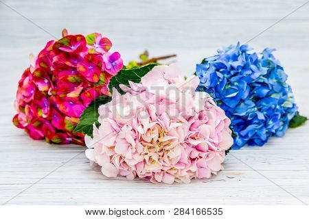 3 Kind Of Hortense; Pink? Blue And Large Deciduous Chameleon On Light Wood Backgroud