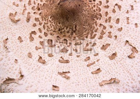 Close Up View Of Macrolepiota Procera Or Lepiota Procera As Background. .