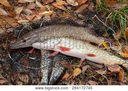 Freshwater Pike Fish. Two Freshwater Pike Fish Lies On Landing Net With Fishery Catch In It..