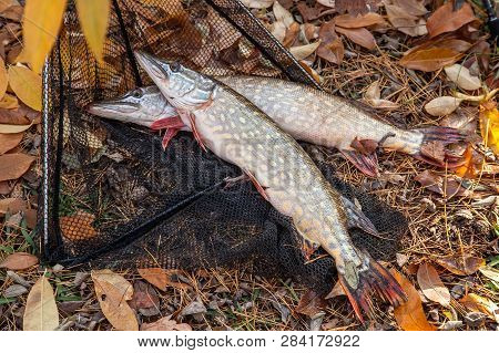 Freshwater Pike Fish. Two Freshwater Pikes Fish And Black Landing Net As Background..