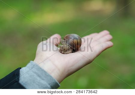 A Snail On Child Hand On The Green Nature Background.