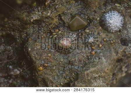 Close Up View Of Limpets On A Rock At The Seashore. Ocean Life Concept. Macro View Of Limpet At The 