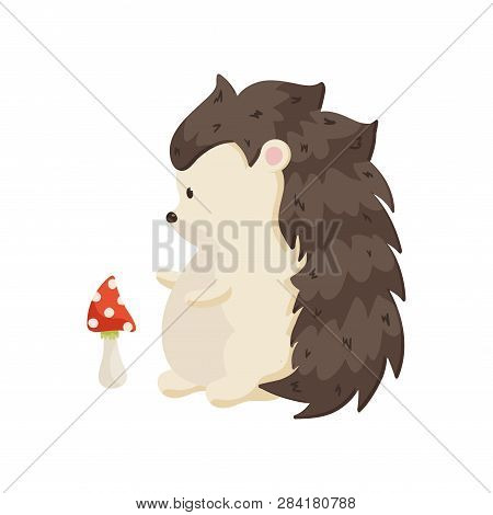 Small Pot-bellied Hedgehog Stands On Its Hind Paws And Looks At The Mushroom. Side View Close Up Iso