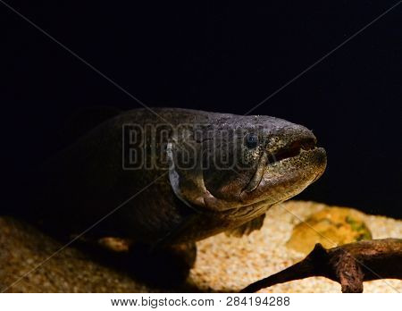Wolf Fish Swimming Marine Life Underwater / Hoplias Malabaricus Fish