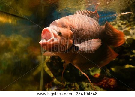 Giant Red Tail Gourami Fish Swimming Underwater Aquarium In The Fish Tank / Colorful Giant Gourami O