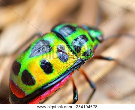 Colorful Of Jewel Beetle Green Bug On Leaf In Nature Background / Close Up Green Insect - Selective 