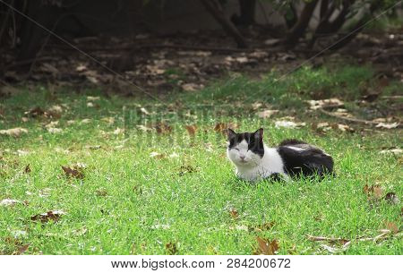 Cat Napping On The Grass Of The Park Buen Retiro In Madrid