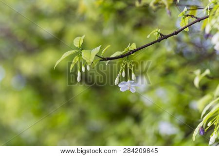 White Color Of Wrightia Religiosa Flower Tree