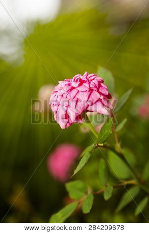Pink Miniature Rose Flower Tree In Garden