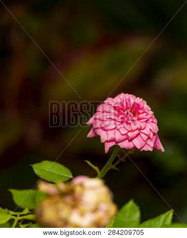 Pink Miniature Rose Flower Tree In Garden
