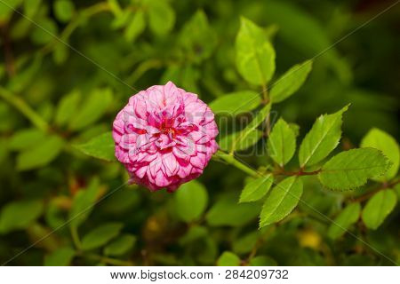 Pink Miniature Rose Flower Tree In Garden