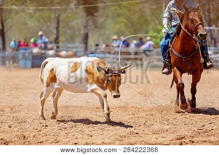 Australian Team Calf Roping Sanctioned Animal Sport With Safety Regulations At Country Rodeo