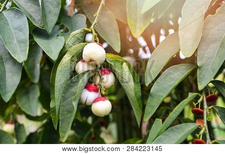Fruit Of Melientha Suavis Pierre Plant On Tree / Opiliaceae Or Pak Wan Vegetable