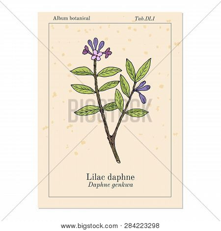 Lilac-daphne Daphne Genkwa , Medicinal Plant. Hand Drawn Botanical Vector Illustration