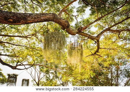 Tillandsia Usneoides Hang On The Tree In Green Garden / Spanish Moss Or Dendropogon Usneoides Plant