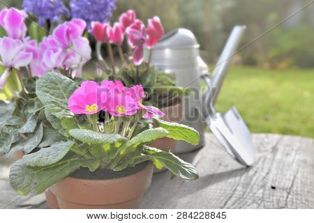 Spring Flowers Potted On A Gardening Table In A Garden