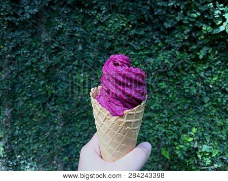 Hand Holding Violet Ice Cream Cone On Small Green Leaves Wall Background. Violet Ice Cream Made By J
