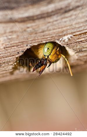 Carpenter Bee In de natuur