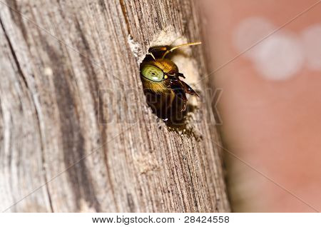 Carpenter Bee In de natuur