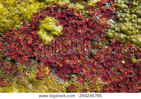 colorful red azolla floating of the river at winter at Wujie , Nantou, Taiwan