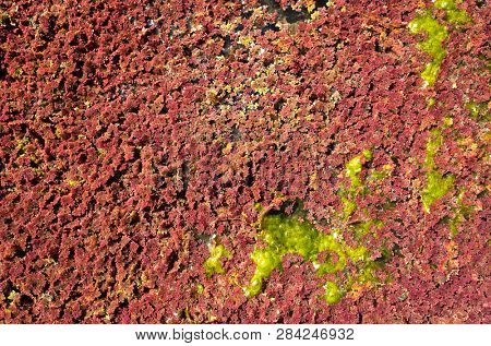 colorful red azolla floating of the river at winter at Wujie , Nantou, Taiwan