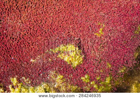 colorful red azolla floating of the river at winter at Wujie , Nantou, Taiwan