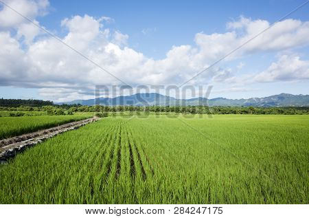 landscape of green paddy farm at countryside