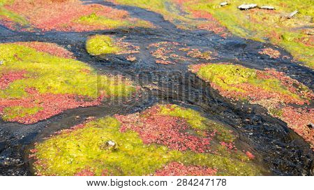 colorful red azolla floating of the river at winter at Wujie , Nantou, Taiwan