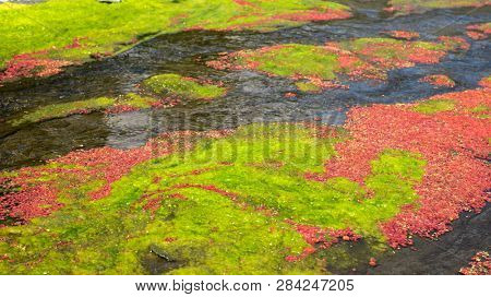 colorful red azolla floating of the river at winter at Wujie , Nantou, Taiwan