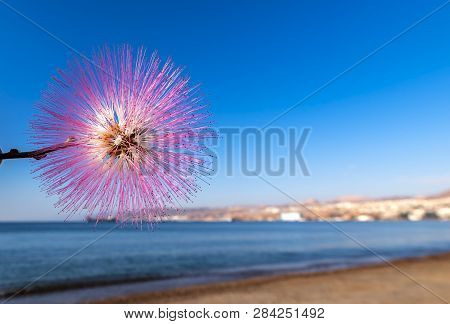 Blossoming Albizia Julibrissin Is Known As Lenkoran Acacia Tree As Well As Persian Silk Tree
