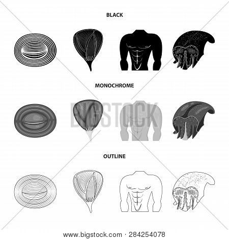 Vector Illustration Of Fiber And Muscular Logo. Set Of Fiber And Body  Stock Vector Illustration.