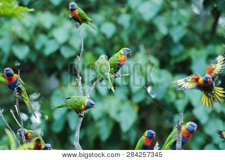 Rainbow Lorikeets