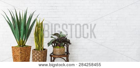Aloe, Snake Plant And Maranta Over White Brick Wall With Copy Space