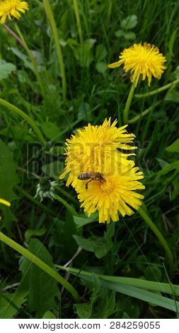 Beautiful Bee On Yellow Flower  On Spring