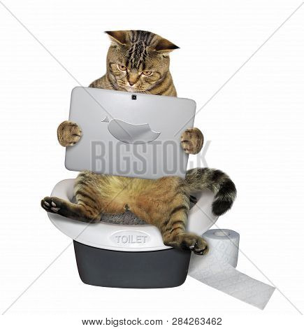 The Funny Cat  Is Sitting On The Toilet And Watching At Its Laptop. White Backgrund.