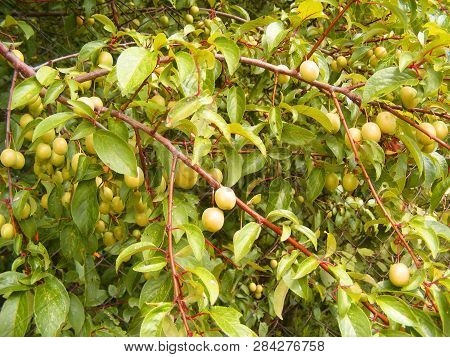 Plum Tree Branch Closeup Background, Green Cherry Plum Fruit