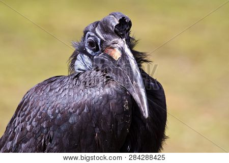 Abyssinian Northern Ground Hornbill, Bucorvus Abyssinicus Strange Bird